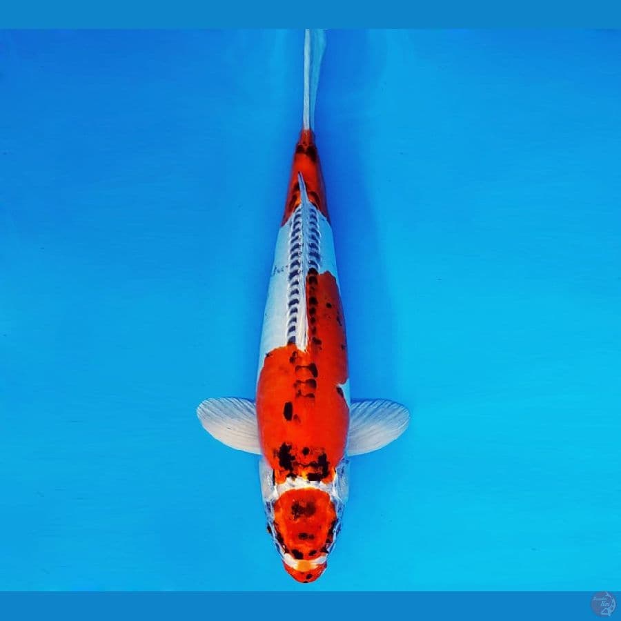 KENZEI 15 - BENI KIKOKURYU 36 cm/fm ®