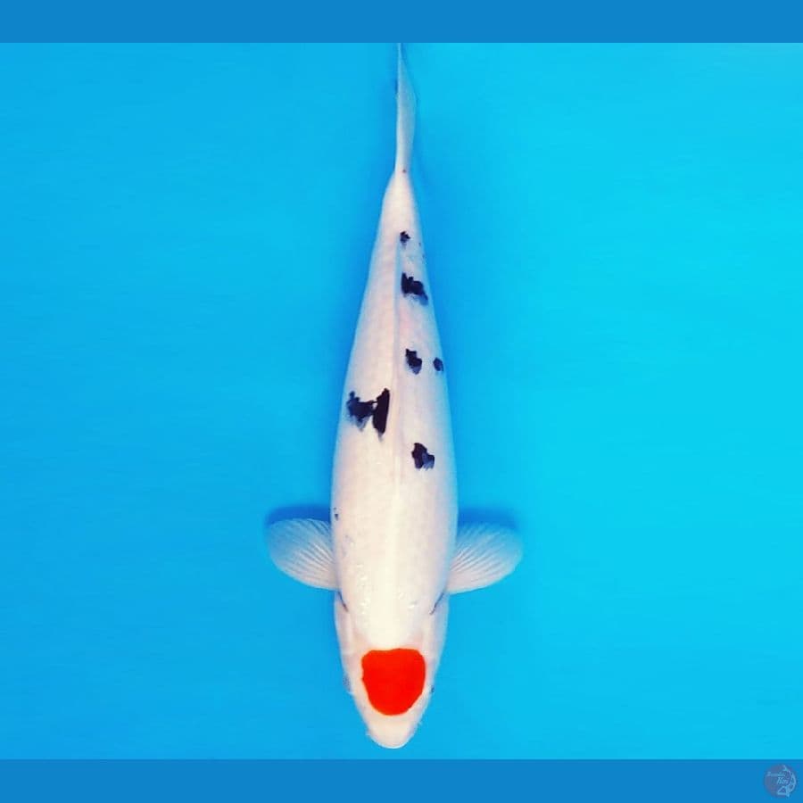 KENZEI 16 - TANCHO SANKE 43 cm/fm ®