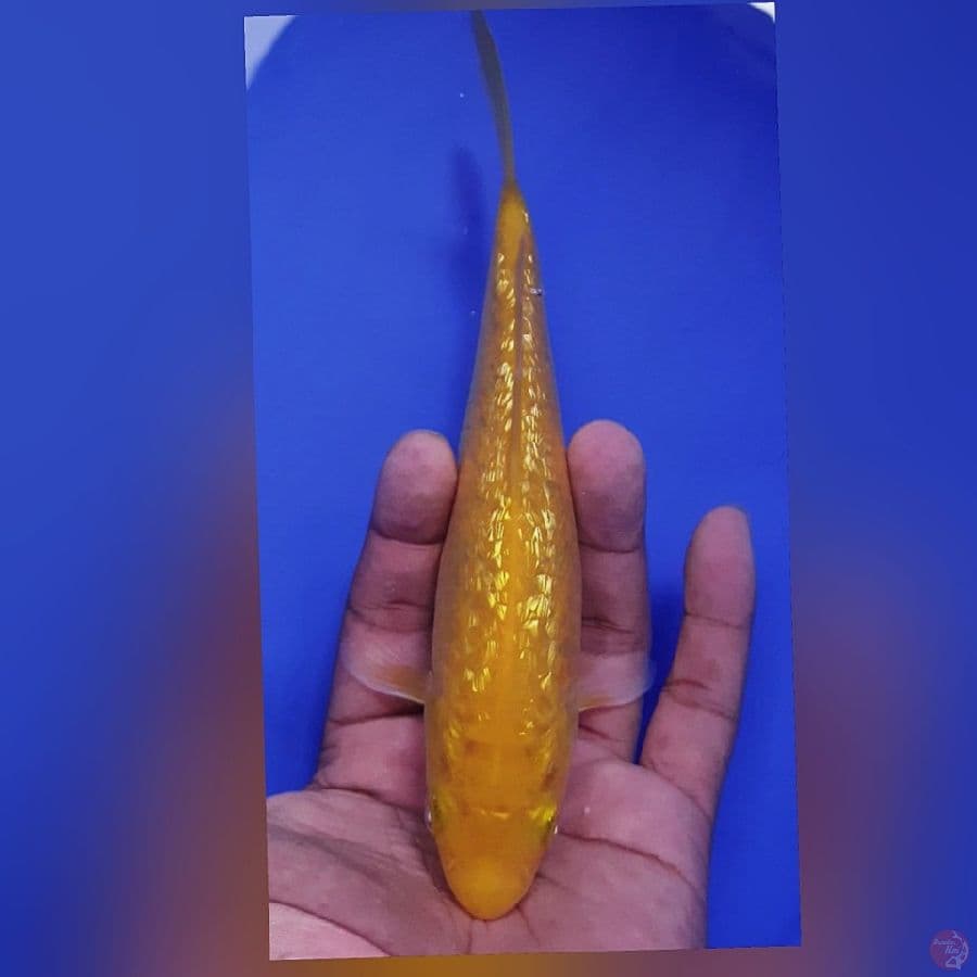 karasi MM Gindrin 20cm