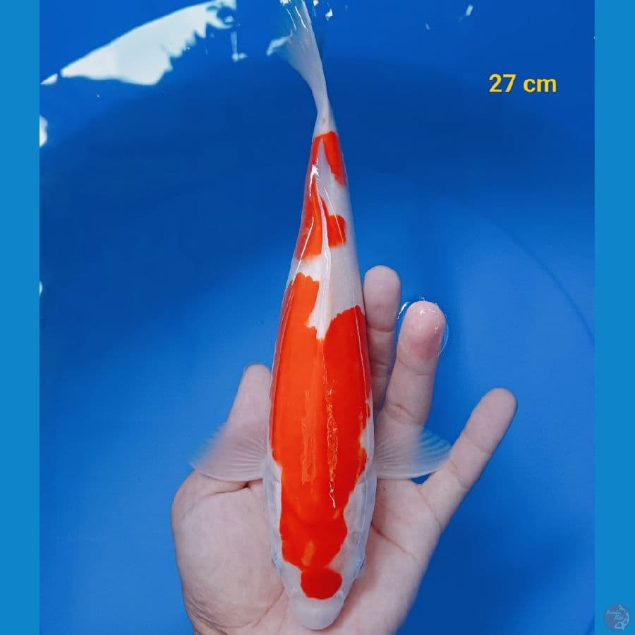 male 27 cm