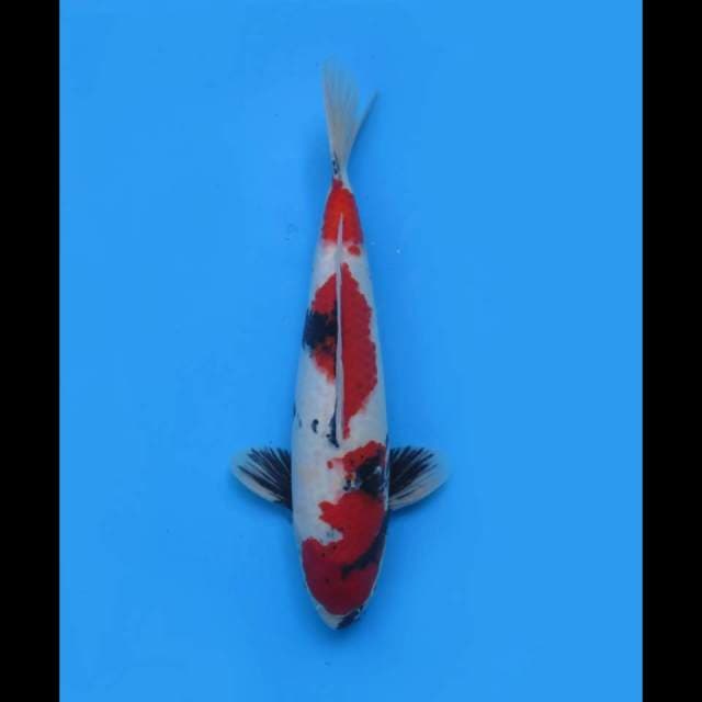 40cm Male - Showa Sanshoku Good Body