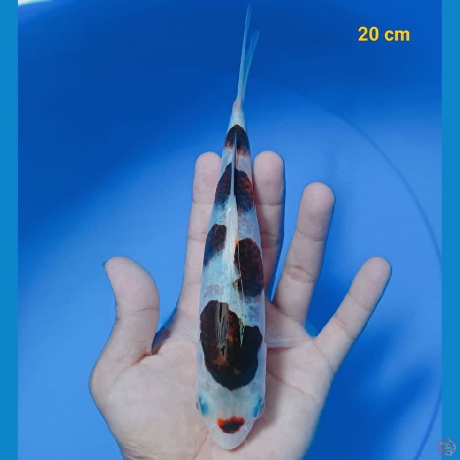 goromo 20 cm