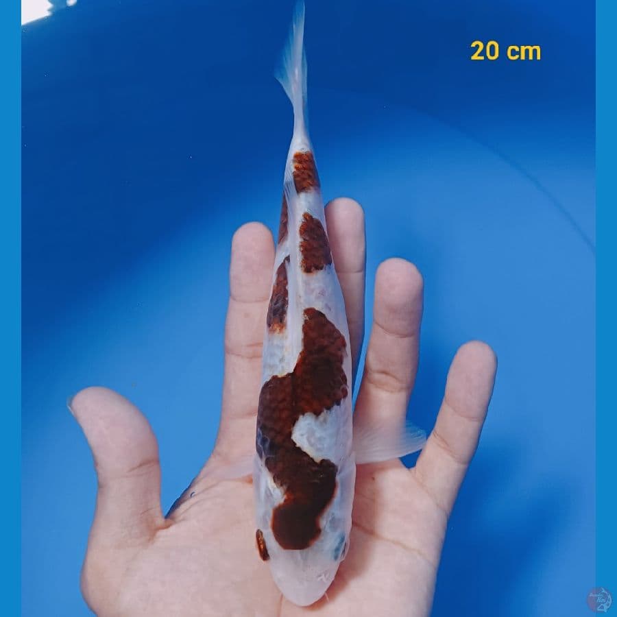 Inazuma 20 cm