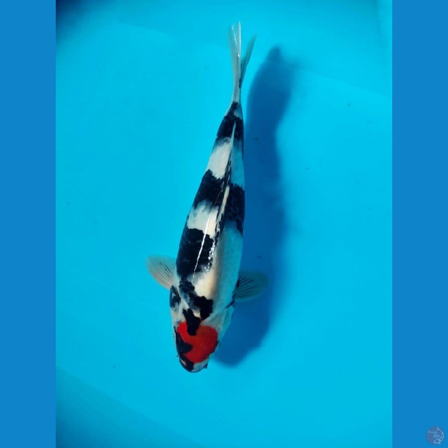 tancho showa 33cm male