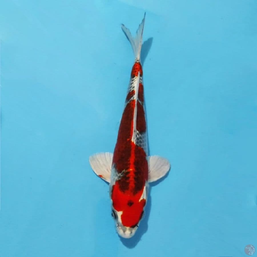 ٢ Kujaku HQ size 25cm male