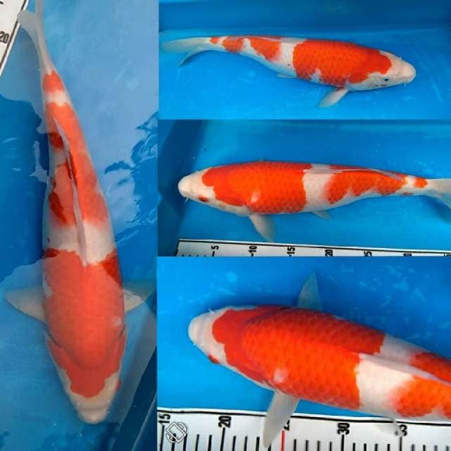 Kohaku Istimewa Bulky (Fast Sale)