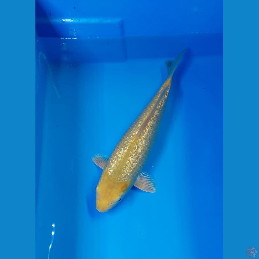 SQ karasi ginrin ???????? 27cm