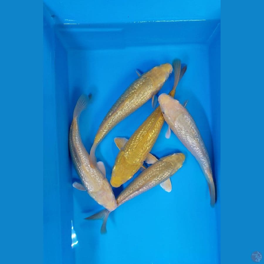 karasi ginrin produk bima 5ekr