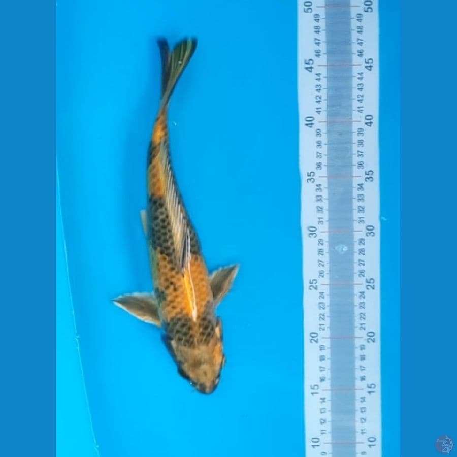 Kin Ki Utsuri 35BU