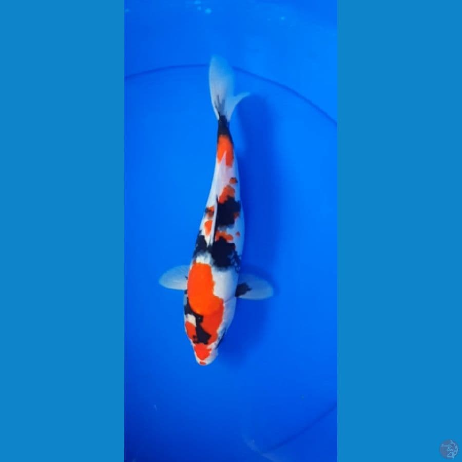 showa 29cm