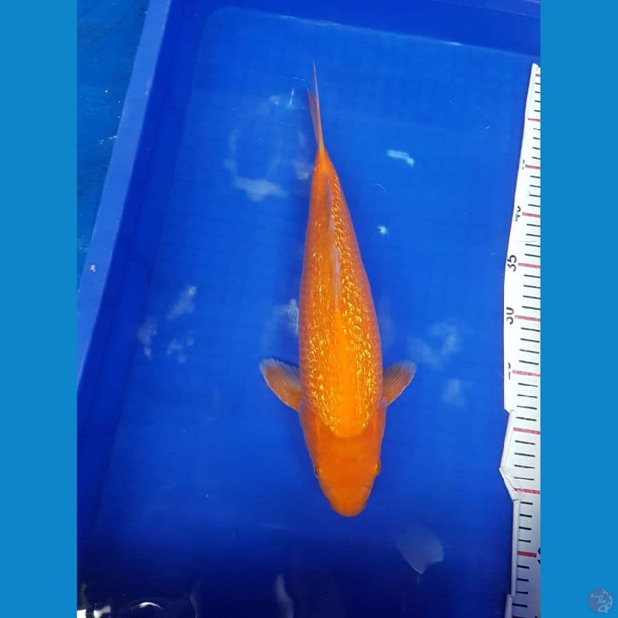 Karamel 40cm Full ginrin HQ