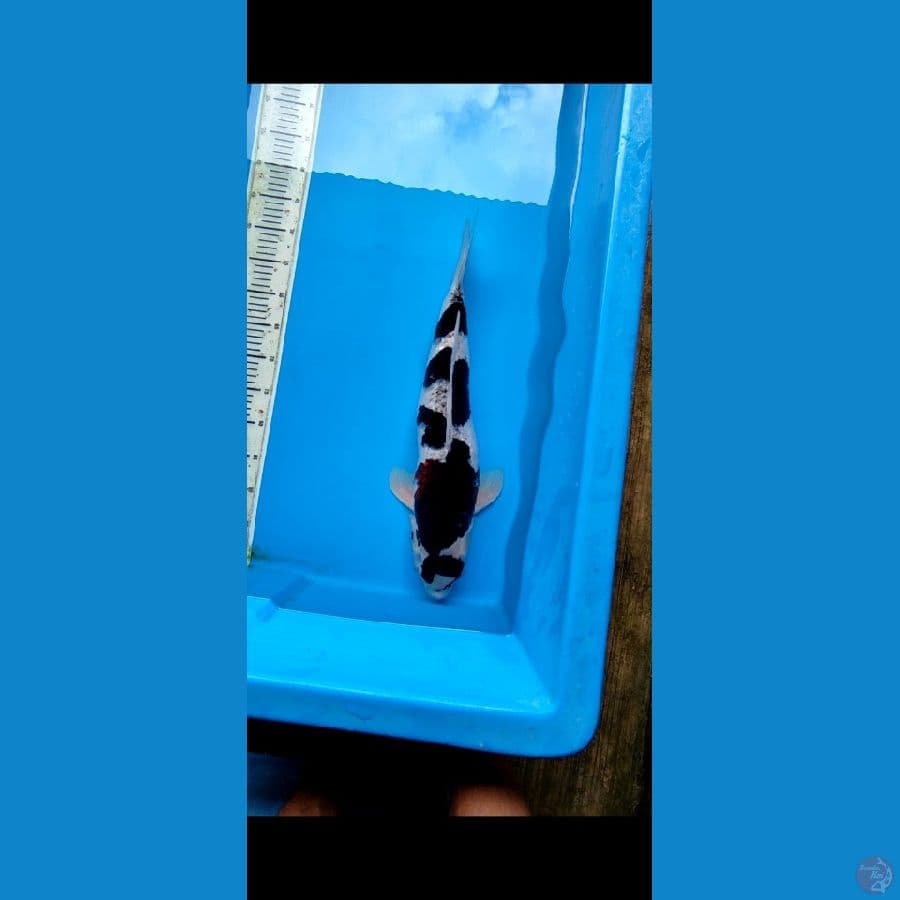 SLOT _ 55 CM,, IKAN AGAK BENGKOK