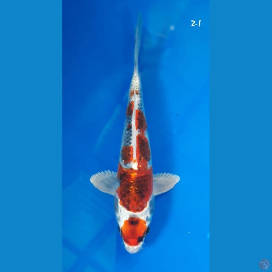 kujaku 21cm