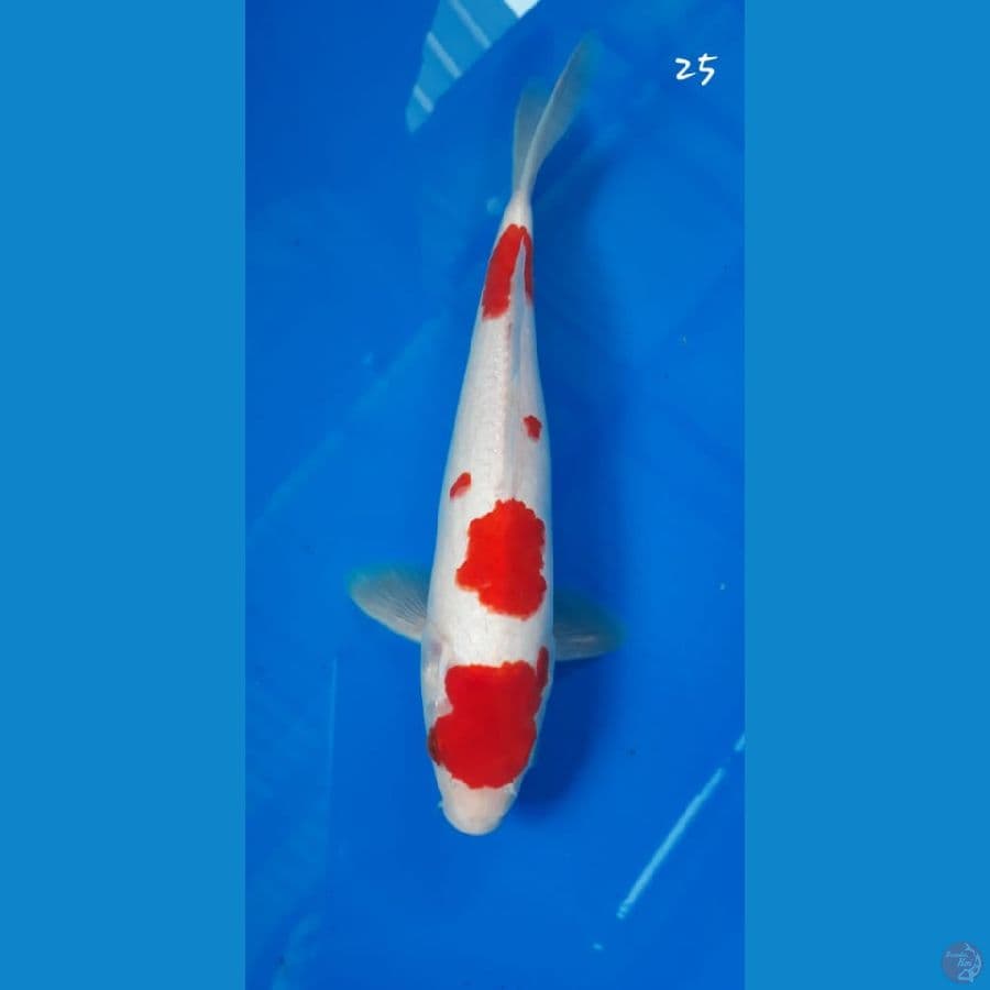 Kohaku 25cm