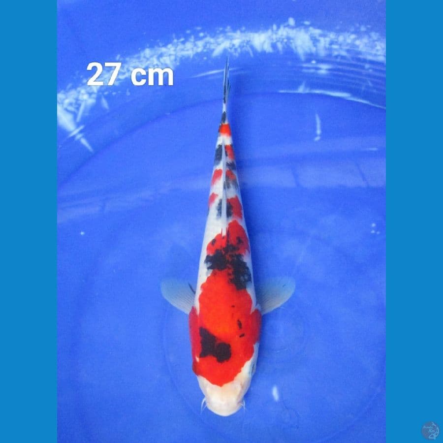SANKE 27 CM
