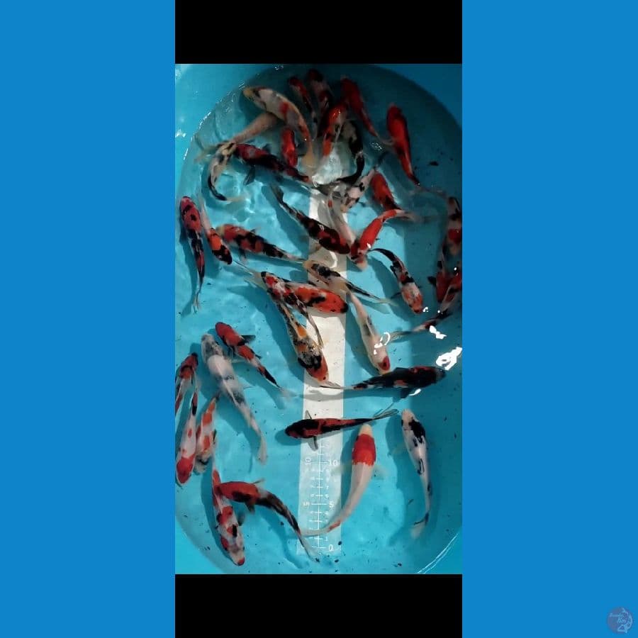 Showa 13-17cm 44ekor