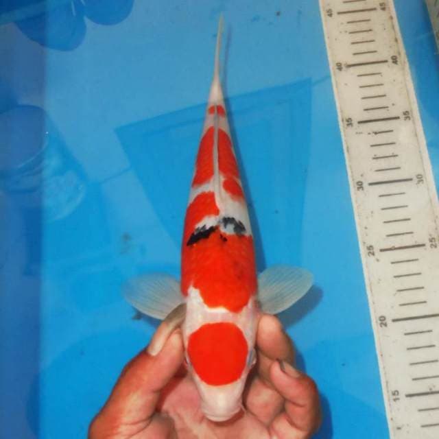 BORU SANKE TSUBOSUMI