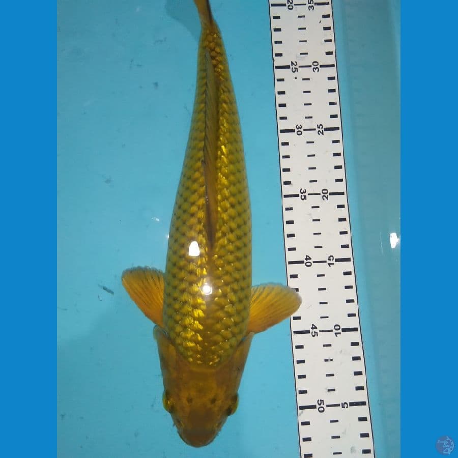chagoi karamel 35cm