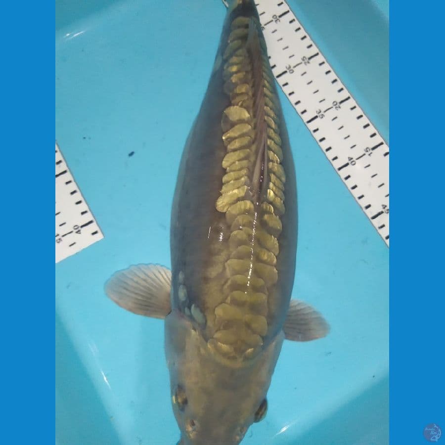 aragoke berbody 41cm