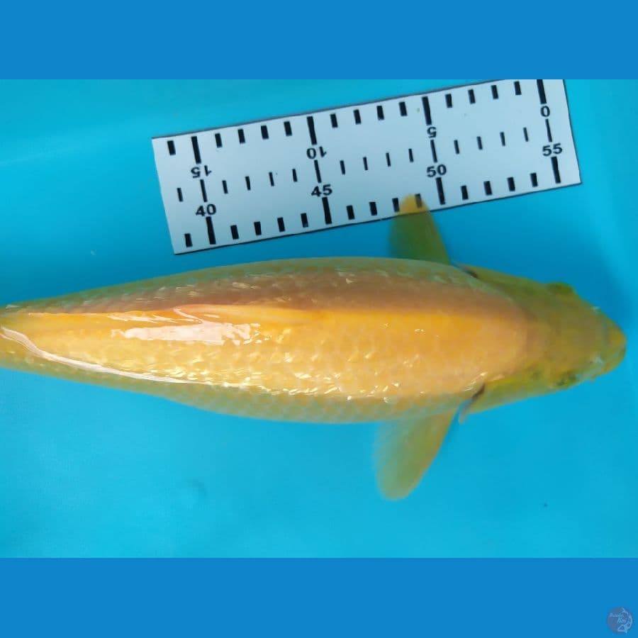 karasi gindrin 32cm jantan