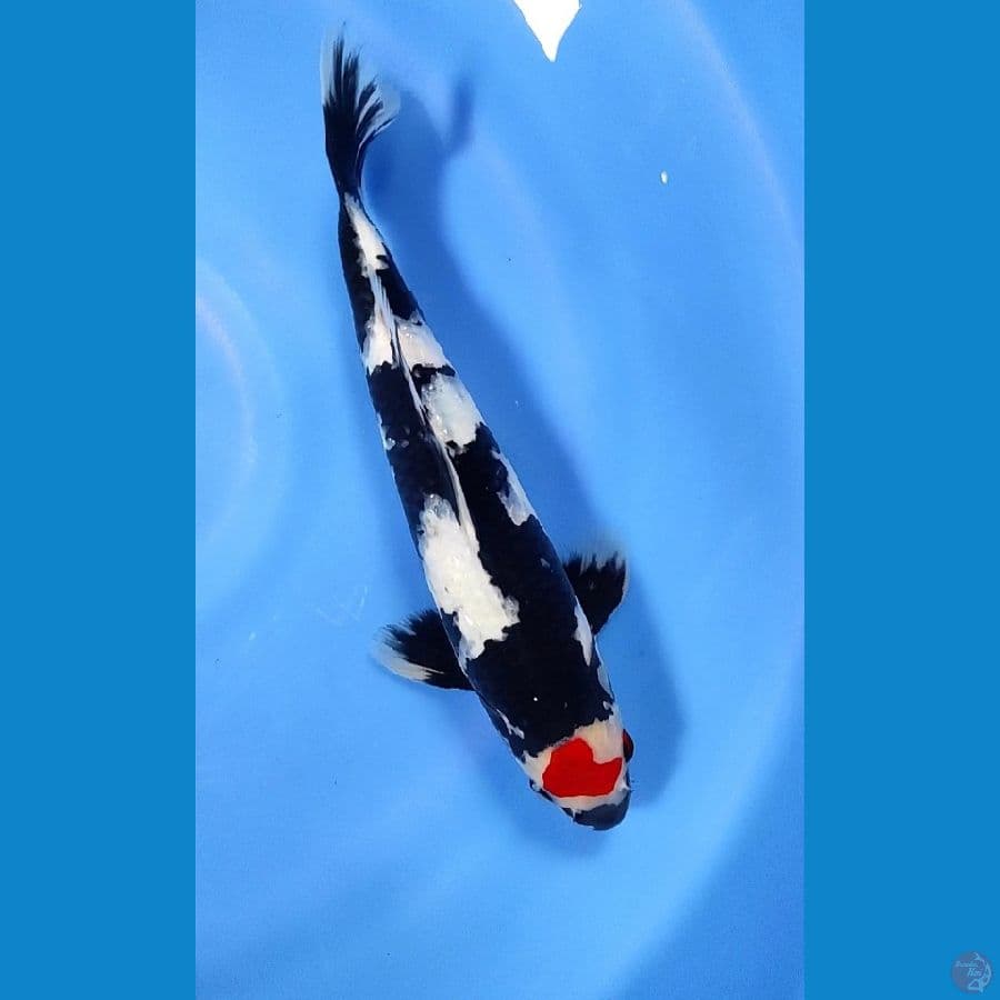 hitam pekat 32cm