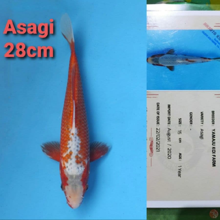YAMAJYU ASAGI 28CM SERTI