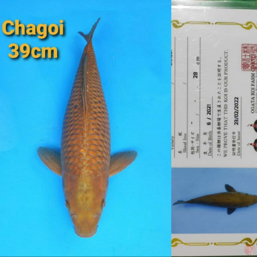 OGATA CHAGOI 39CM SERTI