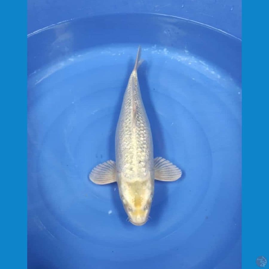 suragoi kumpay 48cm bu berotot