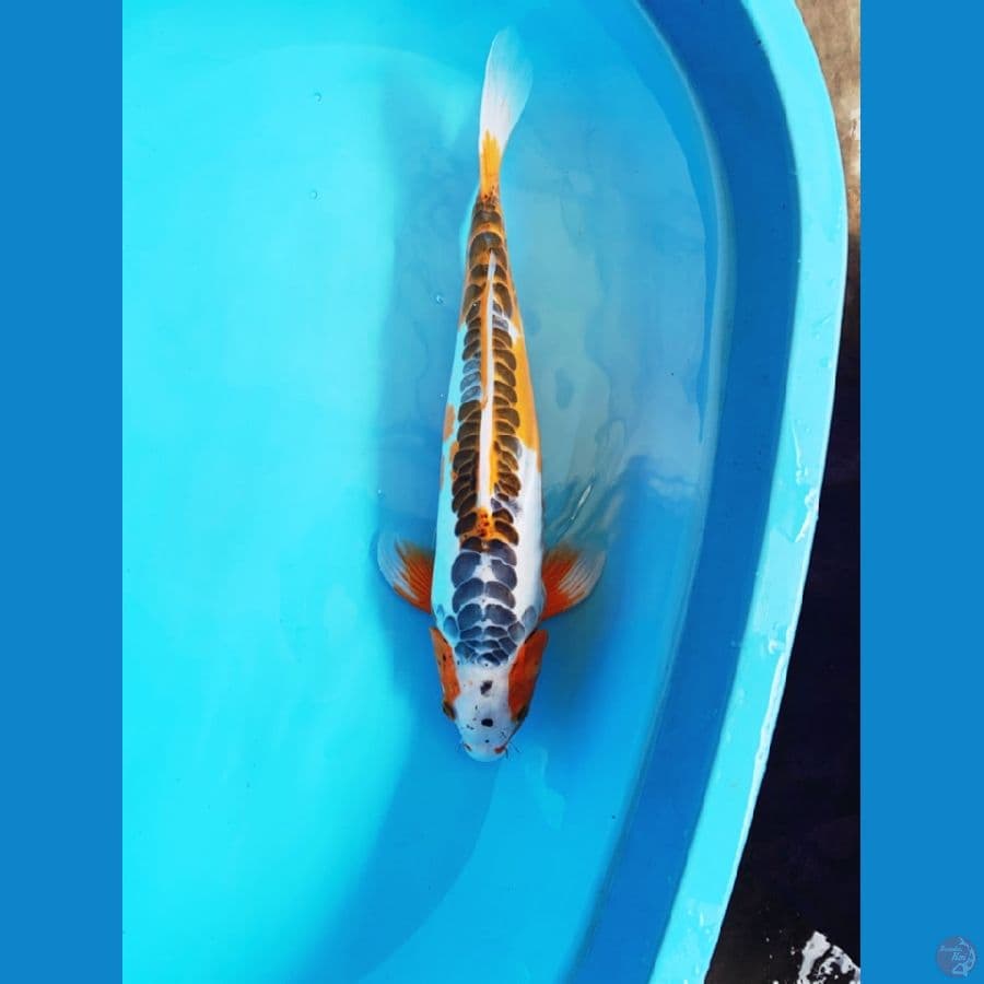 shusui 45cm ring rapi