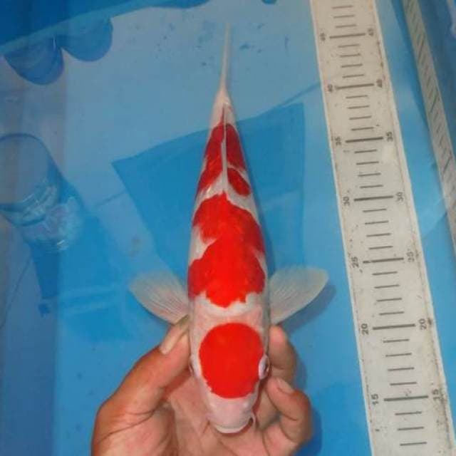 TAIYO MARUTEN KOHAKU