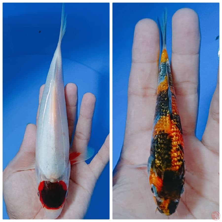 paket 2 ekor