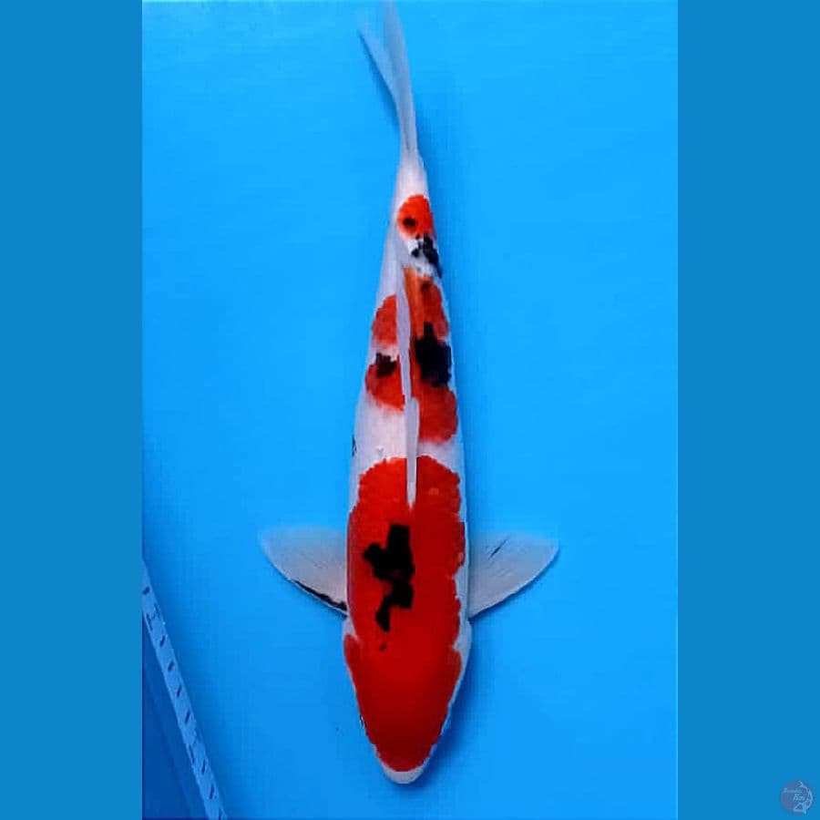SANKE 31 CM