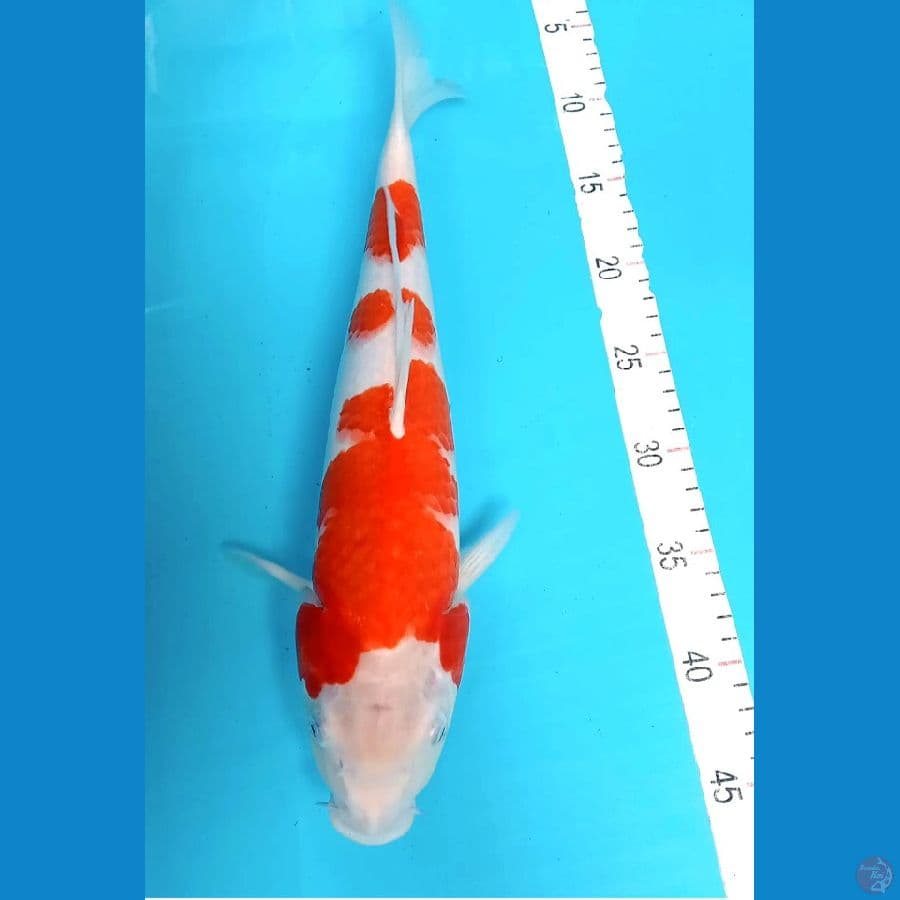 KOHAKU 37 cm