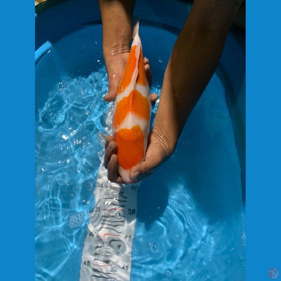 Kohaku Ucibeni 43cm