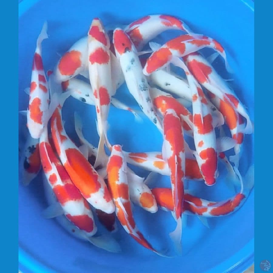 paket mix jumbo 35 40 22ekor