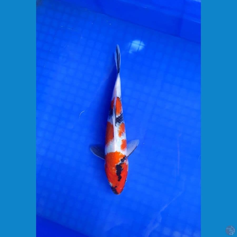 showa 25cm