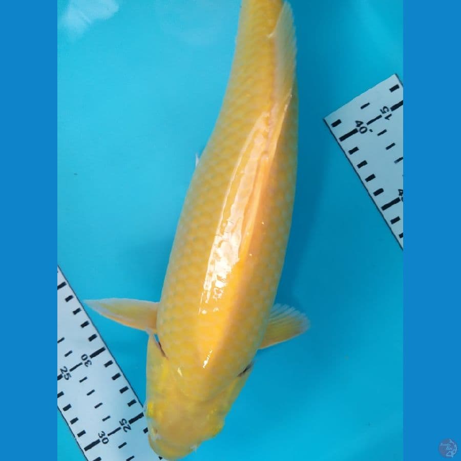 karasi 35cm jantan