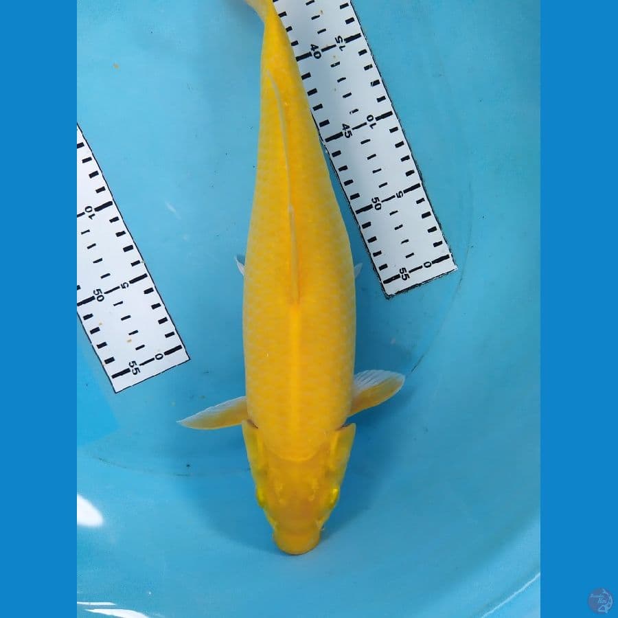 karasi 37cm