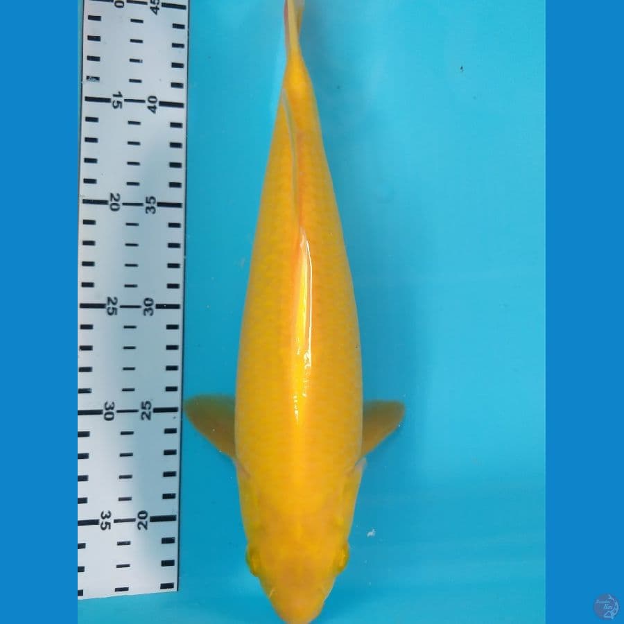 karasi MM 31cm jantan