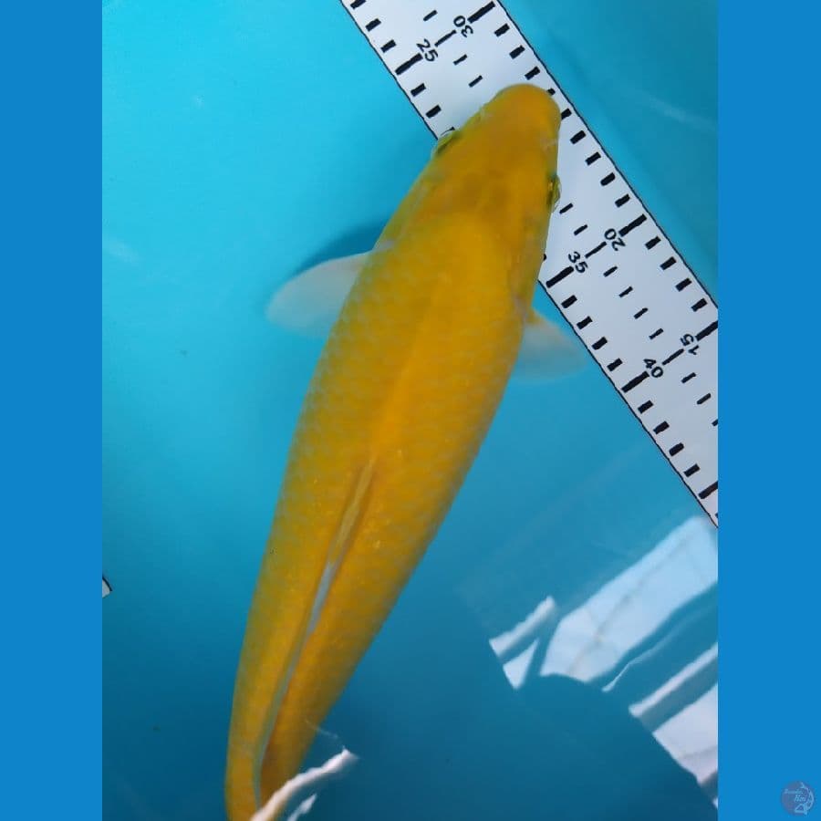 karasi 33cm