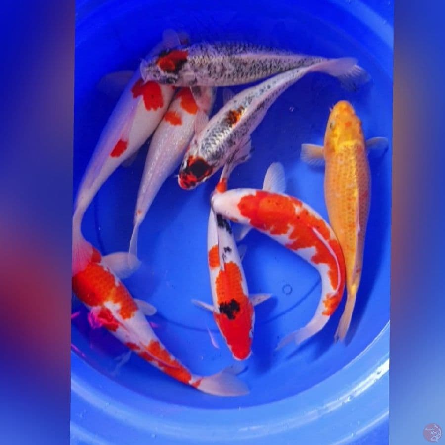 JUMBO 32_42CM 8EKOR