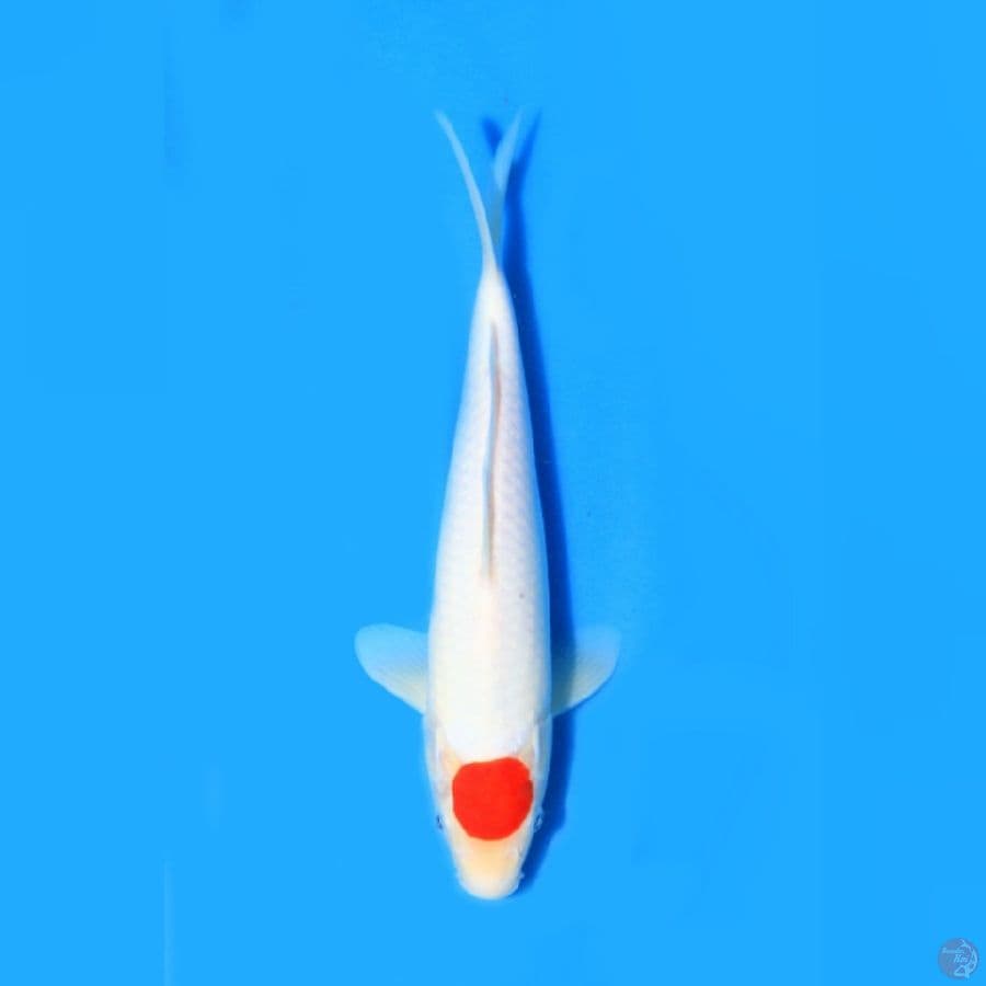 tancho Kohaku 2x Juara 1