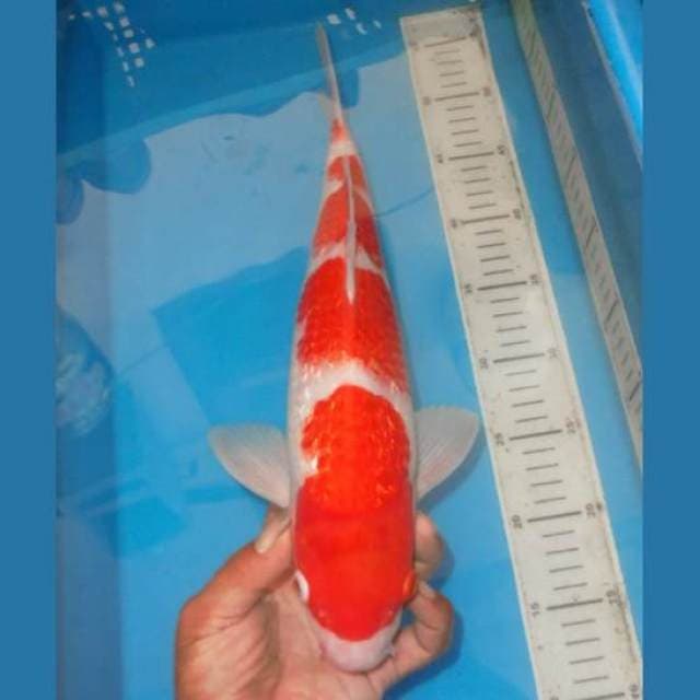 KAGAYA KINGINRIN KOHAKU TOP