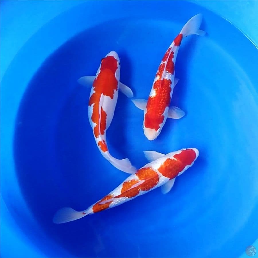 32-34-35cm kohaku