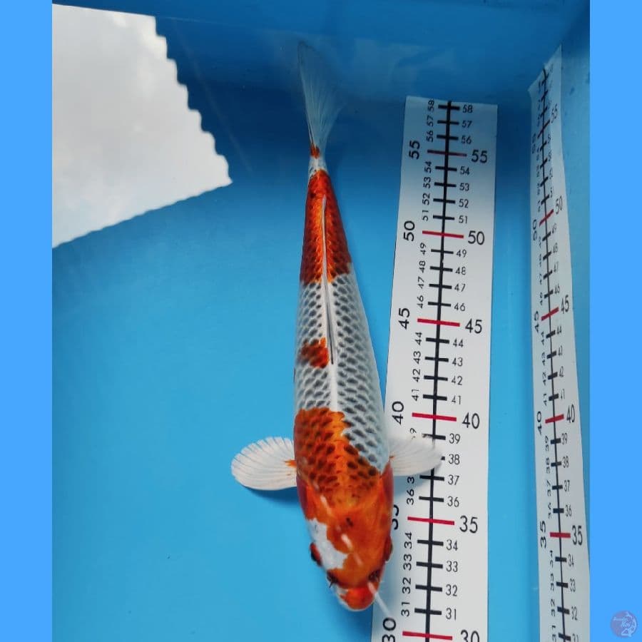 KUJAKU 28CM - READY SHOW