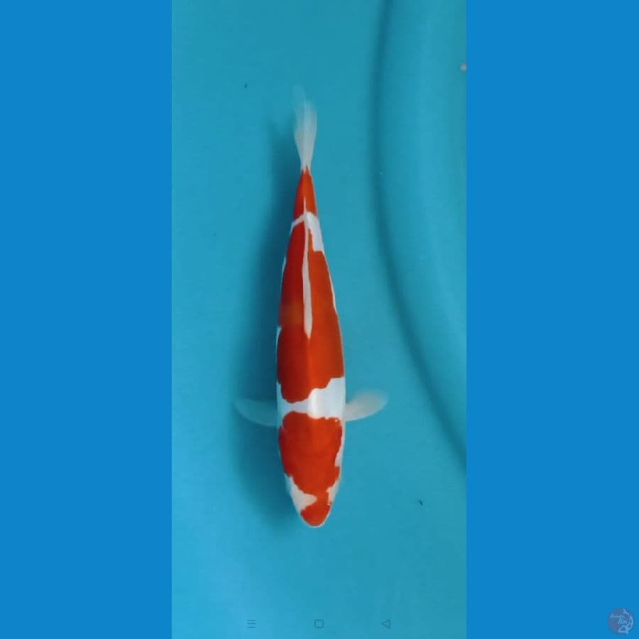 kohaku doitsu