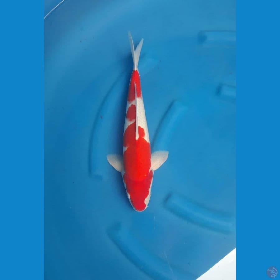 menkaburi kohaku male