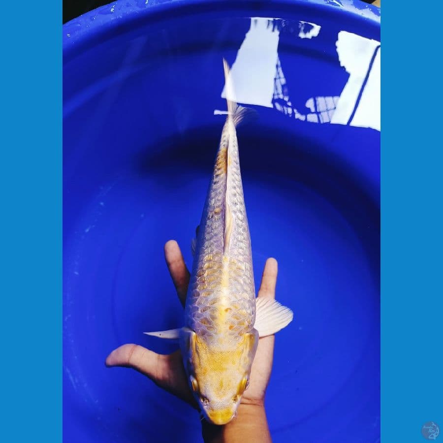 Hariwake 37cm