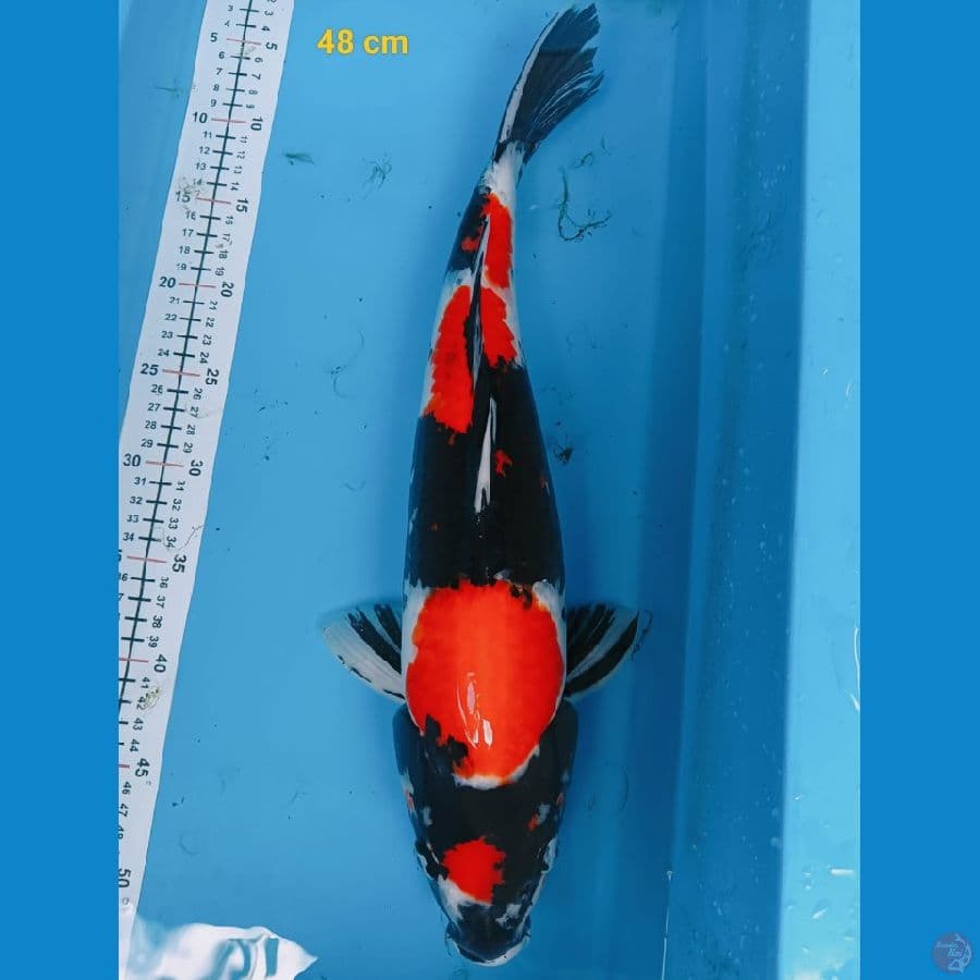 showa 48cm