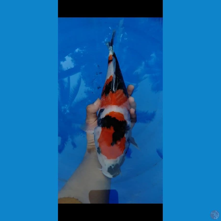 showa Sq || F35cm || body bulky